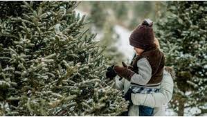 The national christmas tree association, which is a real thing, has a handy tip for testing a prospective tree's health: Tips For Cutting Down Your Own Holiday Tree