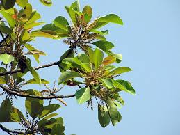 Image result for Terminalia bellirica