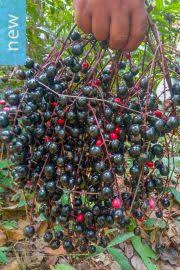 Image result for Lepisanthes