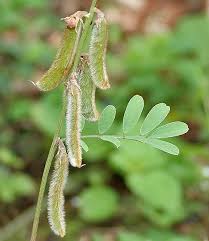 Image result for Tephrosia dasyphylla