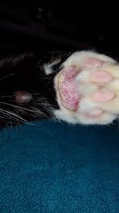 The cat's foot pads may even need to be completely removed. Pin On Pet Care