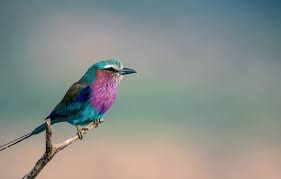 We did not find results for: Wallpaper Bird Branch Coracias Caudata Sirenevaya Roller Lilac Breasted Roller Images For Desktop Section Zhivotnye Download