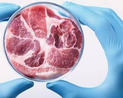 Image of lab with scientists working on growing meat in petri dishes