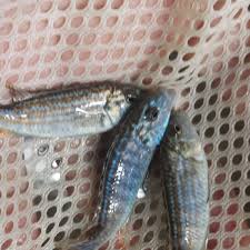 Image result for Exacum zombense