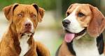 Pitbull Beagle Mix – 10 Facts About The Beagle Bull You ...