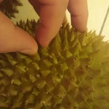 Tudung hijau kena rogol ganas. Sir Zayn On Twitter Durian Dengan Timun Menggolek Kena Kena Golek Pun Kena Whether The Durian Hits The Cucumber Or The Other Way Round It S Going To Be Bad For The