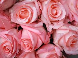Le gif con auguri di buon compleanno per una ragazza, con fiori. Rosa Rose Amore Mazzo Romantico San Valentino Nozze Fiore Fiori Rosa Celebrazione Buon Compleanno Pikist