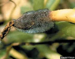 I have been making candles for years and. What S Wrong With My Plant Garden University Of Minnesota Extension