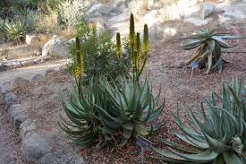 Image result for Aloe aculeata × globuligemma