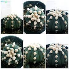 Astrophytum asterias OOIBO RENSEI japan cactus 10 SEED + PHYTO certificate  | eBay