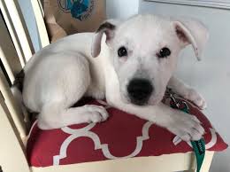 Help keep this page updated: Pet Rescue Alliance Posts Facebook