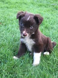 We did not find results for: Red And White Border Collie Pups Barn Farm Border Collies ÙÙŠØ³Ø¨ÙˆÙƒ