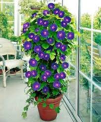 Container Morning Glory Google Search Flower Pots Garden Vines Planting Flowers