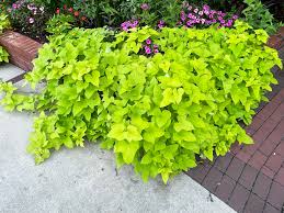 Image result for Ipomoea batatas pots