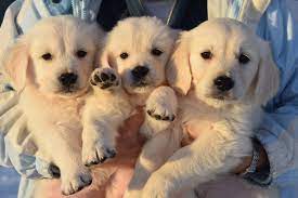 She lives in idaho, as well as the puppies. Golden Light Cremes Premium English Cream Golden Retrievers