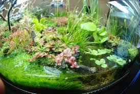 Nano Aquarium With Carnivorous Plants Carnivorous Plants Terrarium Plants Carnivorous Plants