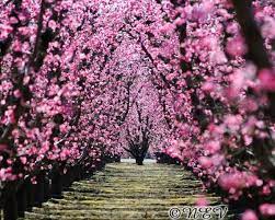 We did not find results for: I Love This Photo And Living In The Fruit Belt Of Michigan It Has Given Me A Ton O Pink Flowering Trees Pink Flowers Photography Flowering Trees Michigan