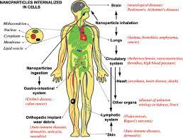 Maybe you would like to learn more about one of these? Schematics Of Human Body With Pathways Of Exposure To Nanoparticles Download Scientific Diagram