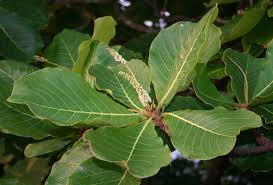 Image result for Terminalia boivinii