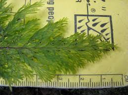 Image result for Abrodictyum rigidum