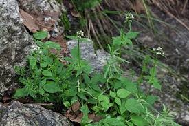 Image result for Valerianaceae