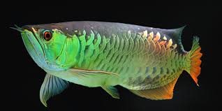 ÎÏÎ¿ÏÎ­Î»ÎµÏÎ¼Î± ÎµÎ¹ÎºÏÎ½Î±Ï Î³Î¹Î± arowana