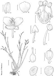 Image result for Murdannia semiteres