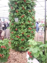 Vertical gardening makes the social media rounds on a seemingly regular basis as something that's going to save the world. Strawberry Aquaponics Tower Aquaponic