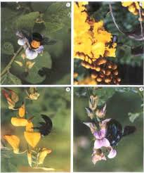 Image result for Crotalaria laburnifolia