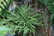 Image result for Asplenium loxoscaphoides