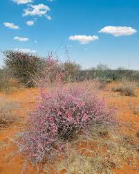 Image result for Phaeoptilum spinosum