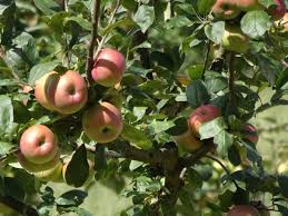 Der Obstweg Das Fliegende Klassenzimmer Das Fliegende Klassenzimmer Obst Klassenzimmer