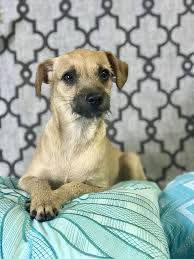 Adopt Me Pets Of The Week At North State Rescues Pets Animal Welfare League Foster Cat