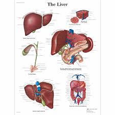 Liver pathophysiology and schematic diagram. Liver Chart 4006689 Vr1425uu Metabolic System 3b Scientific