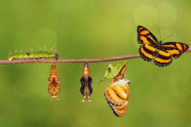 Monarch Lifespan Interestinginsects Com