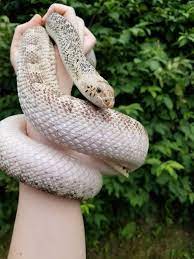 White Sided Bull Snake Snake Bull Pets