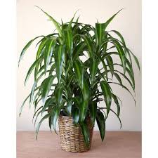 Image result for Dracaena laxissima