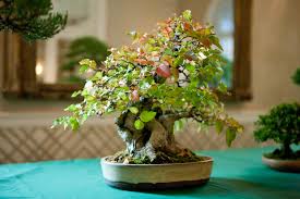 Date / second and fourth saturdays of each month (13: Bonsai For Beginners Workshop Adult Education At The New York Botanical Garden