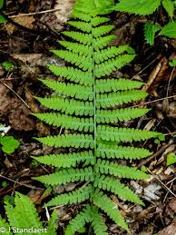 Image result for Deparia