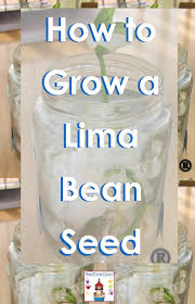 Seeds of beans on wooden spoon and stack of beans tied with string lying on jute canvas, healthy food and nutrition. Easy Science Project For Kids How To Grow A Lima Bean Seed Spanish4kiddos