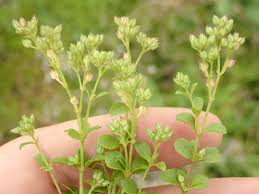 Image result for Polycarpon