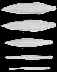 .indique l'adii, ajoutant que ses services douaniers sont parvenus dernièrement à déjouer d'autres tentatives d'exportation illégale d'espèces protégées (civelles, concombres de mer séchés ou bêches. Civelle