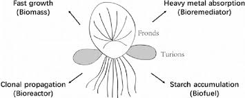 Image result for Spirodela