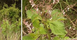 Image result for Plectranthus guruensis
