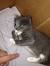 Tabby Gray And White Cat