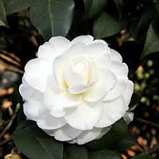 5 Pcs White Camellia Flower Seeds Bonsai Potted Plants For Home Garden S123 Affilink Homeandgarden Flower Seeds Flowers Potted Plant Landscaping