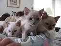 Get a Tonkinese: Kittens, Retired Cats, Rescue, Breeder ...