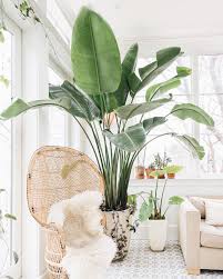3 045 Likes 54 Comments Emily Billings Emersonthoreau On Instagram Probably Every Dre Common House Plants Outdoor Dining Spaces Easy Care Indoor Plants