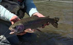 Hat Creek Off The Hook Fly Fishing