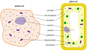 Life processes at the cellular level. Animal And Plant Cells Mindmap